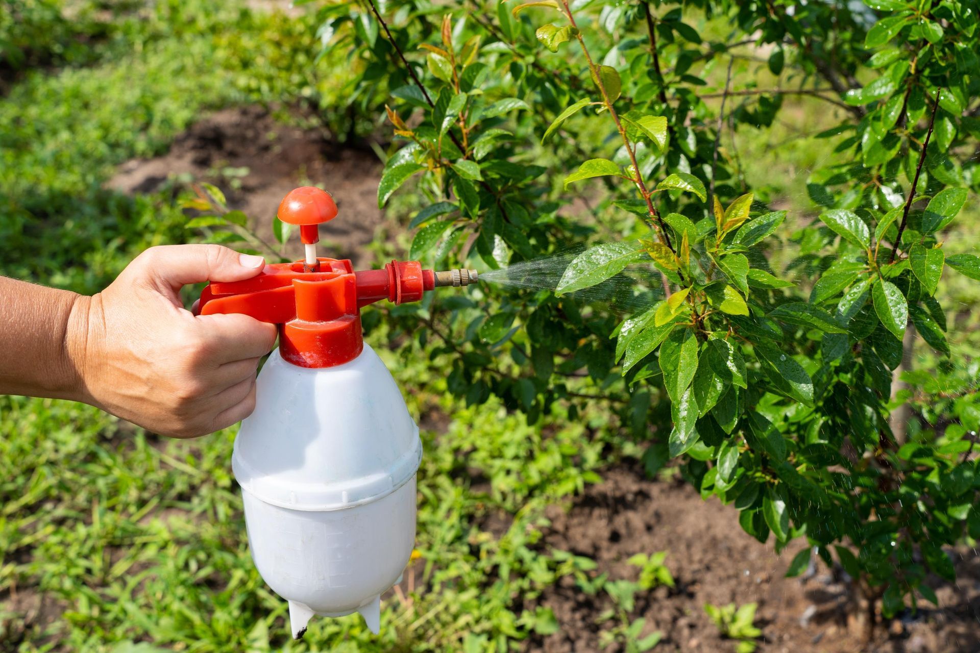 Hand spraying pesticide on a green shrub in a garden