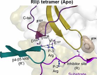 Molecule reduces both parkinsonism and l-dopa dyskinesia in animal models