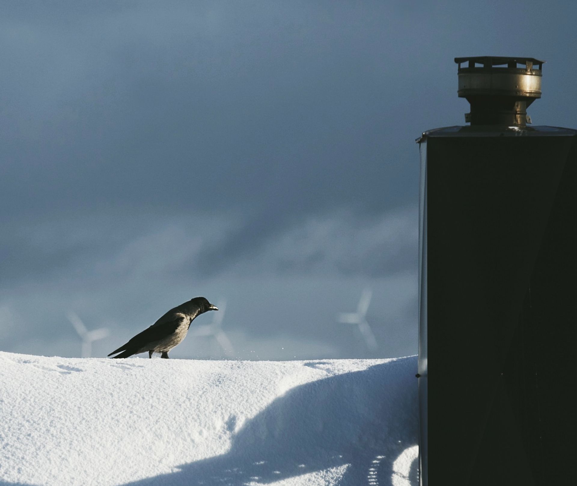 bird on snowy roof