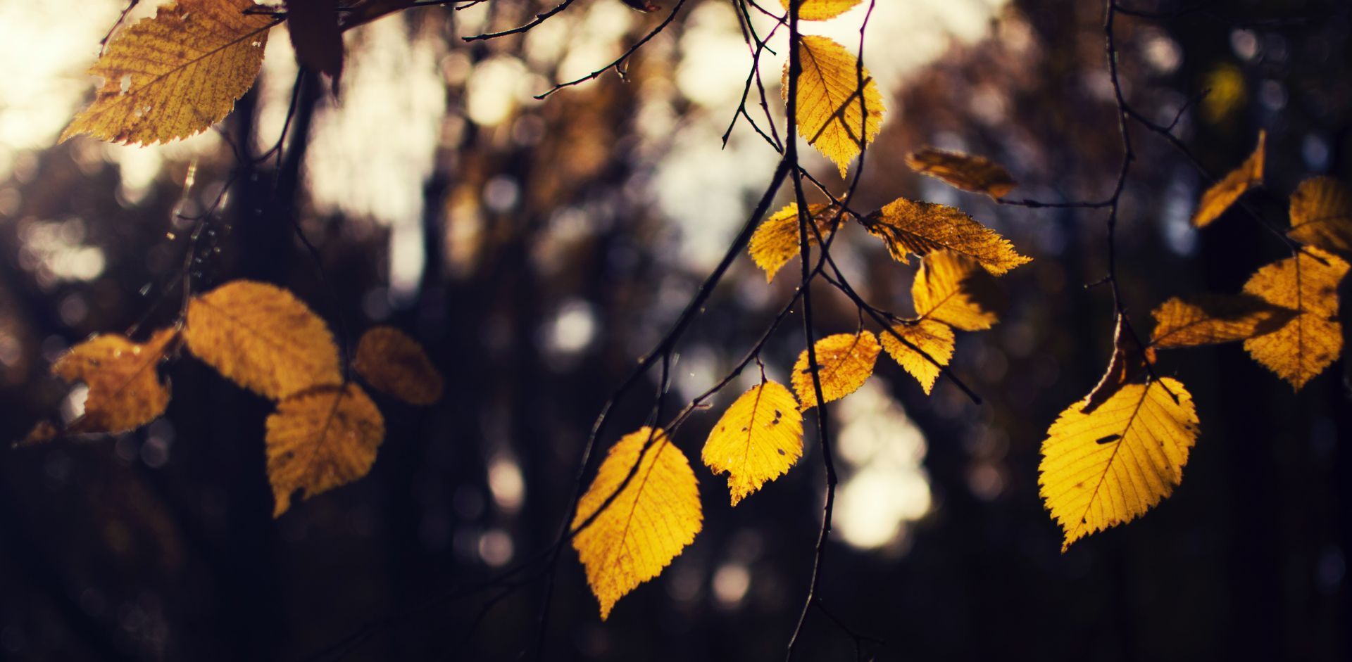 branches on a tree