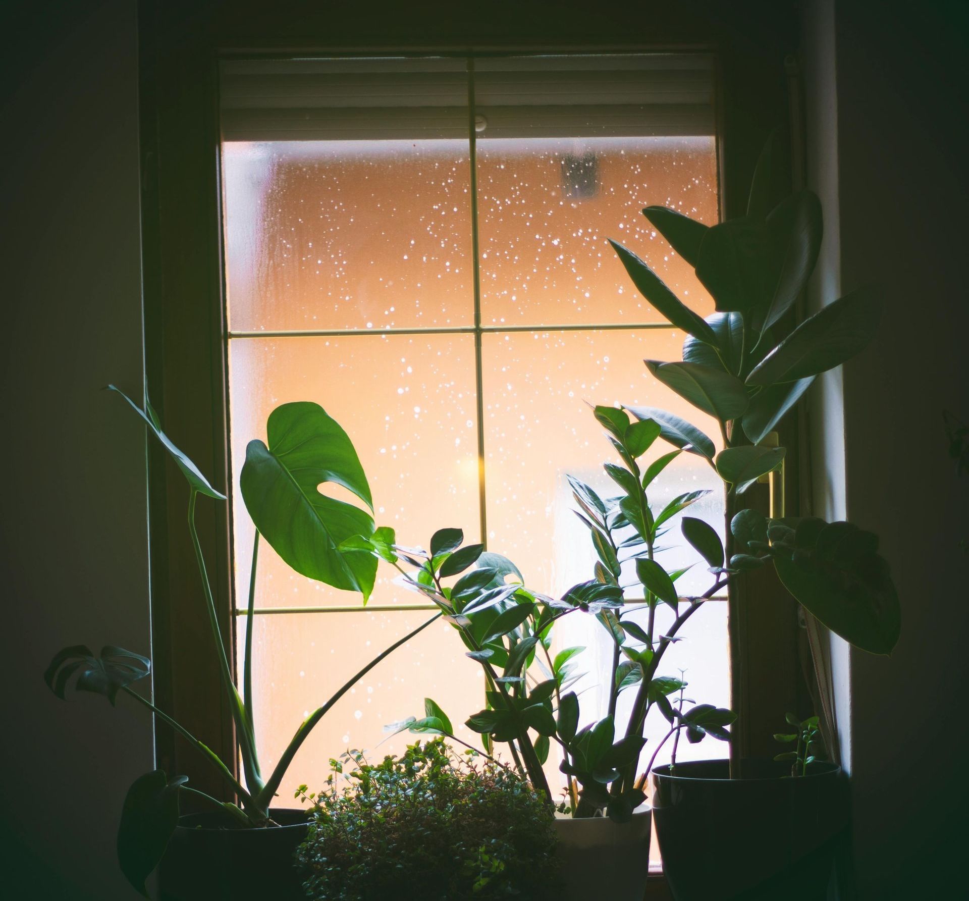 plants in front of a window
