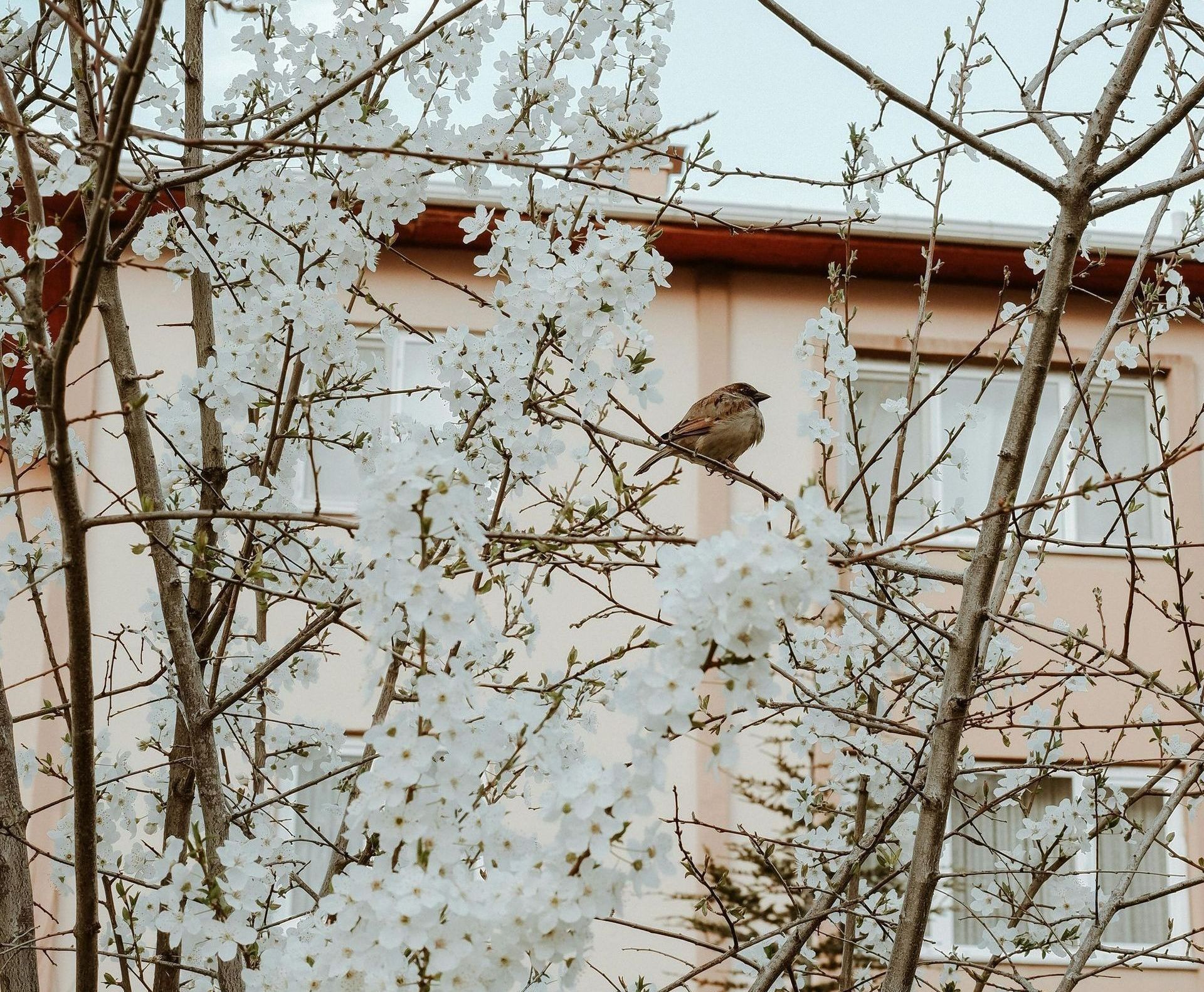 house in the spring