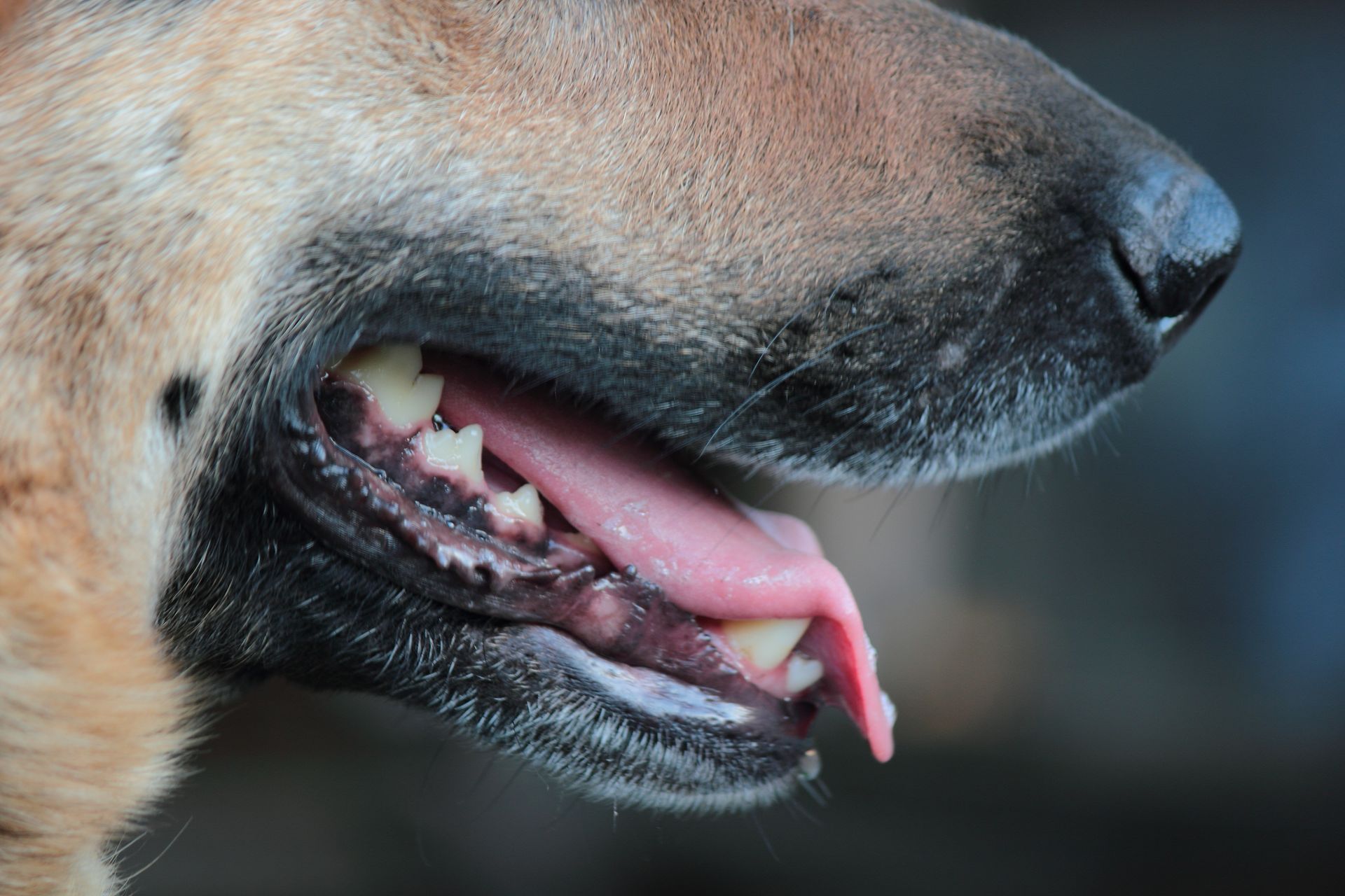 close up of german shepards muzzle