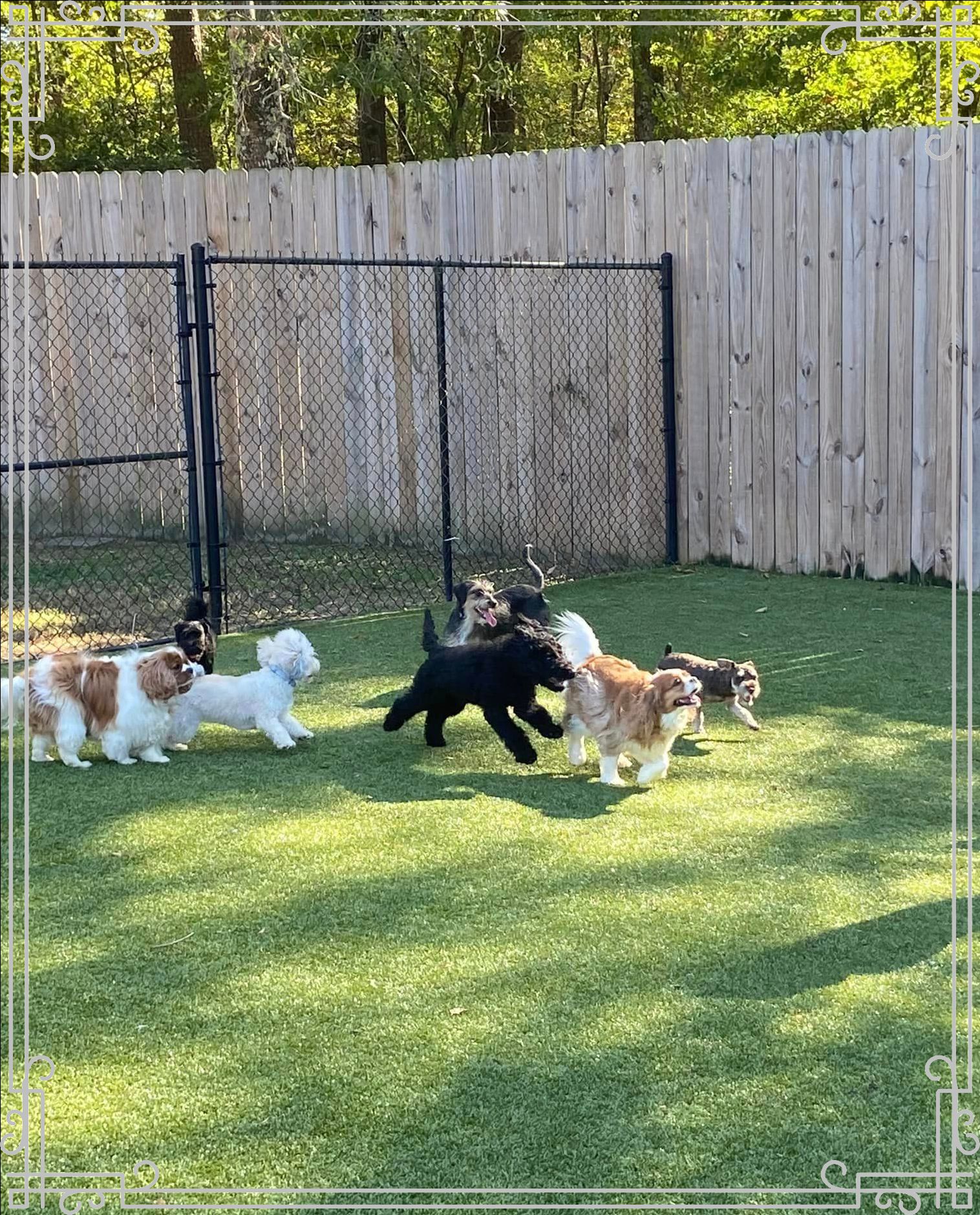 Dog Boarding Little Rock, AR Chenal Pet Palace