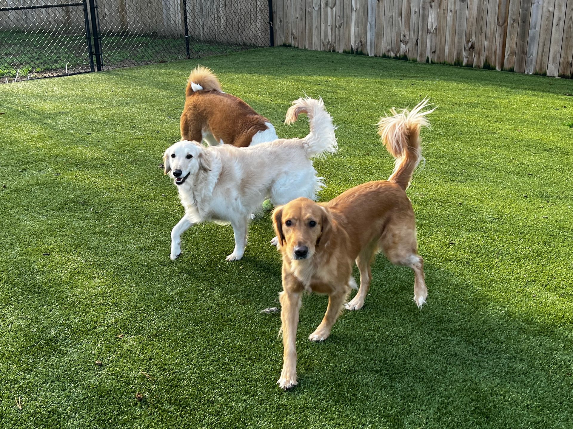 Dog Boarding Little Rock, AR Chenal Pet Palace