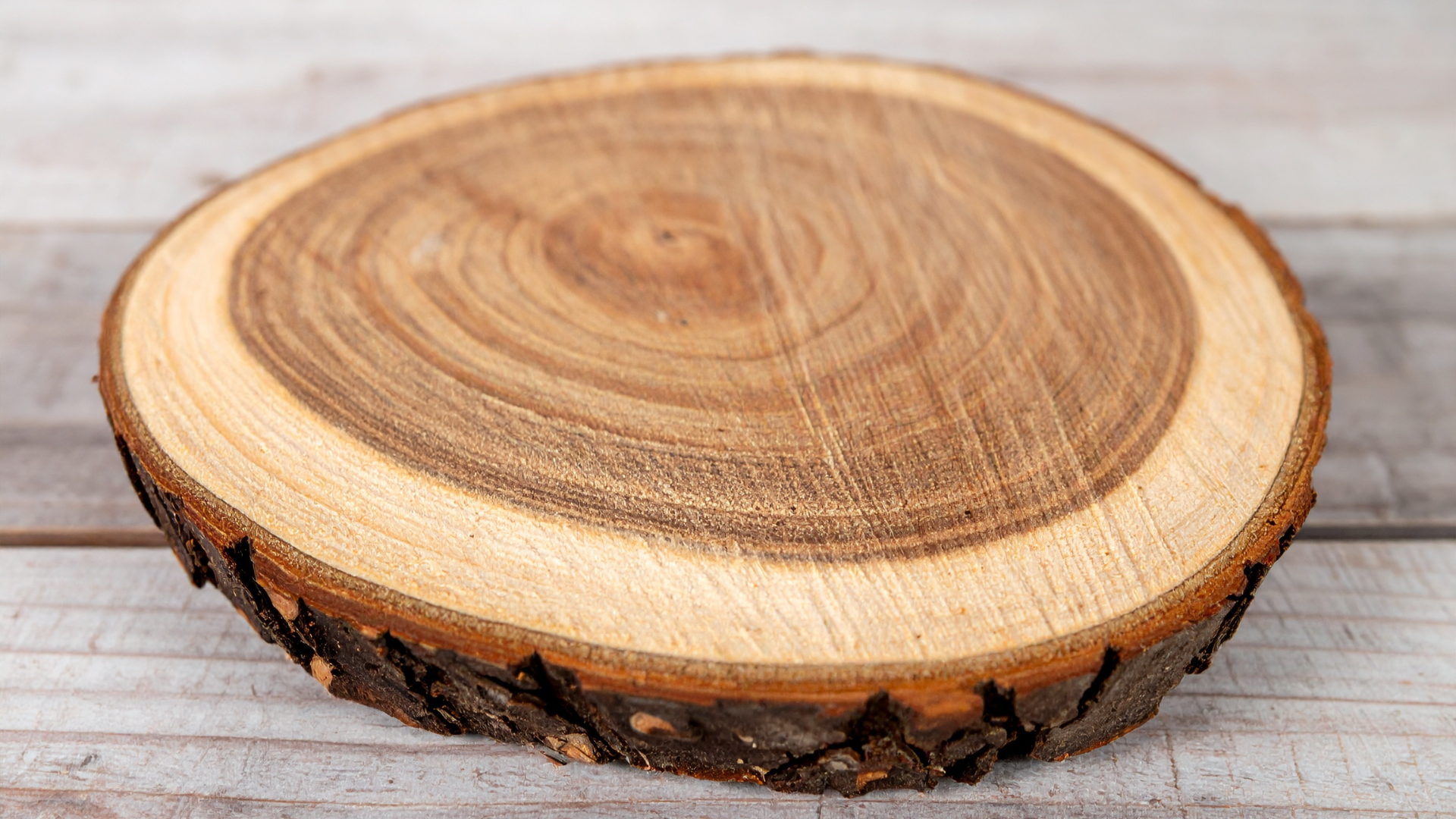 Cross-section of a tree trunk with concentric rings, resting on a light wooden surface.