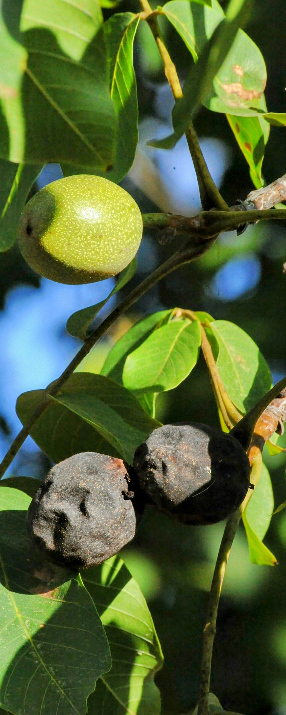 Green leaves and round nuts on a tree branch, with a blue sky background