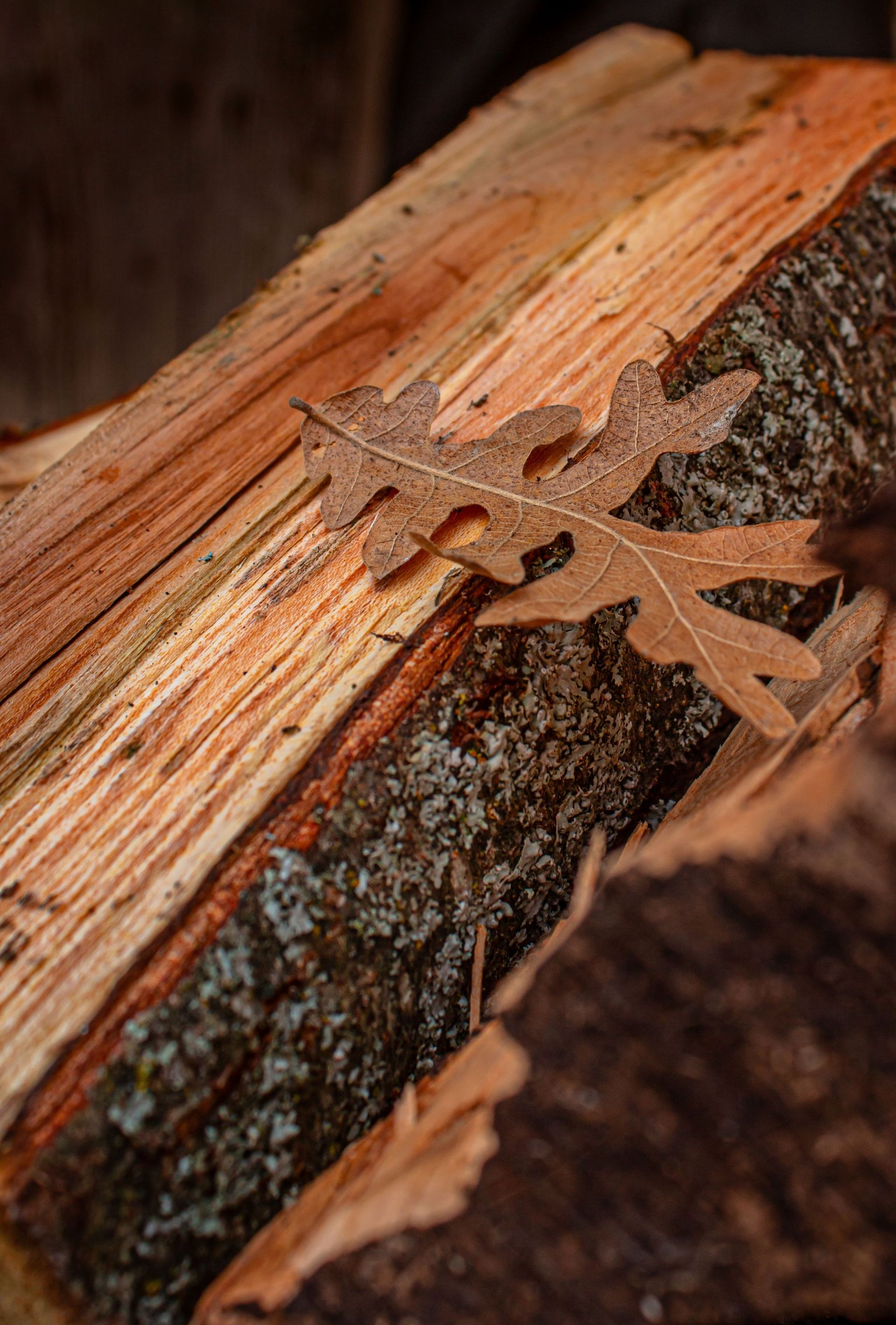 Broken tree trunk with a dried leaf resting on rough bark and exposed orange wood