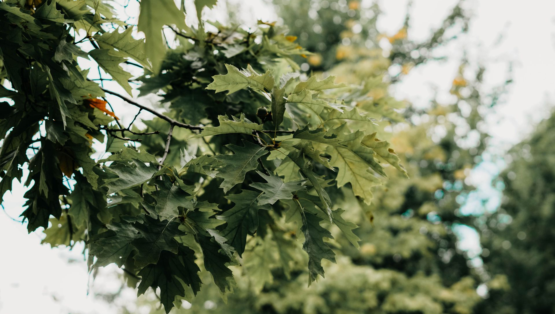 Green leaves hanging from a tree branch, softly lit against a blurred outdoor background