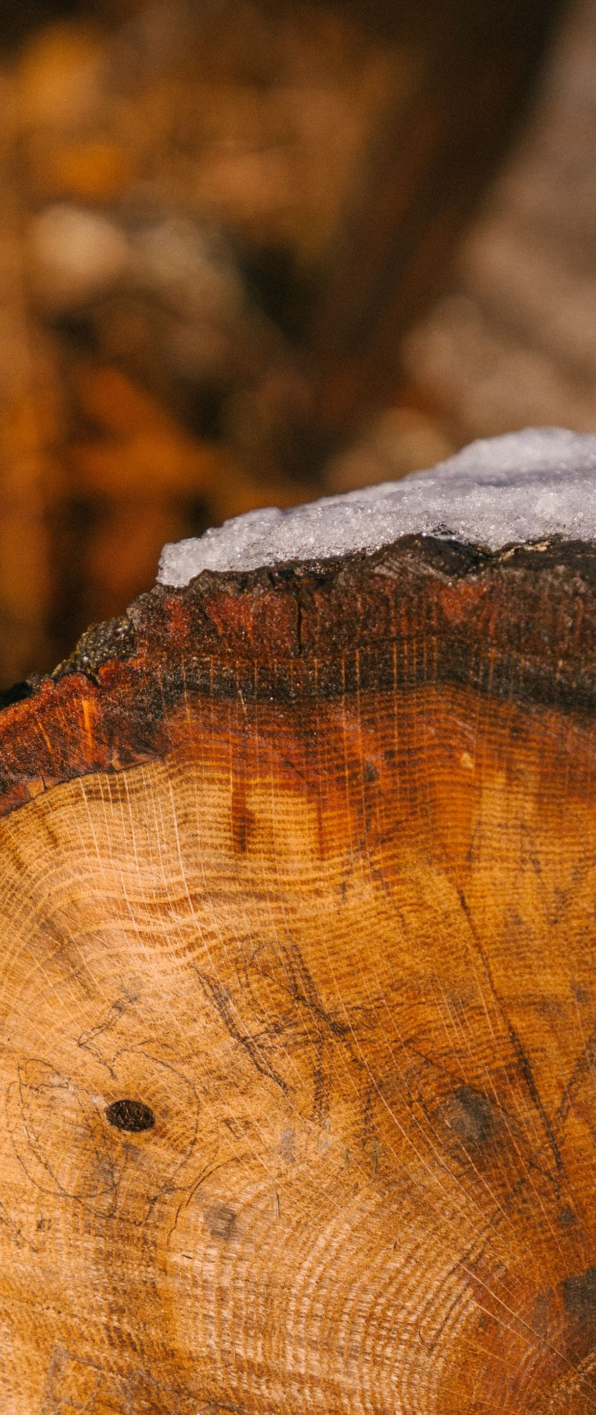 Close-up of a cut tree trunk with rough bark and snow on top, against a blurred autumn background