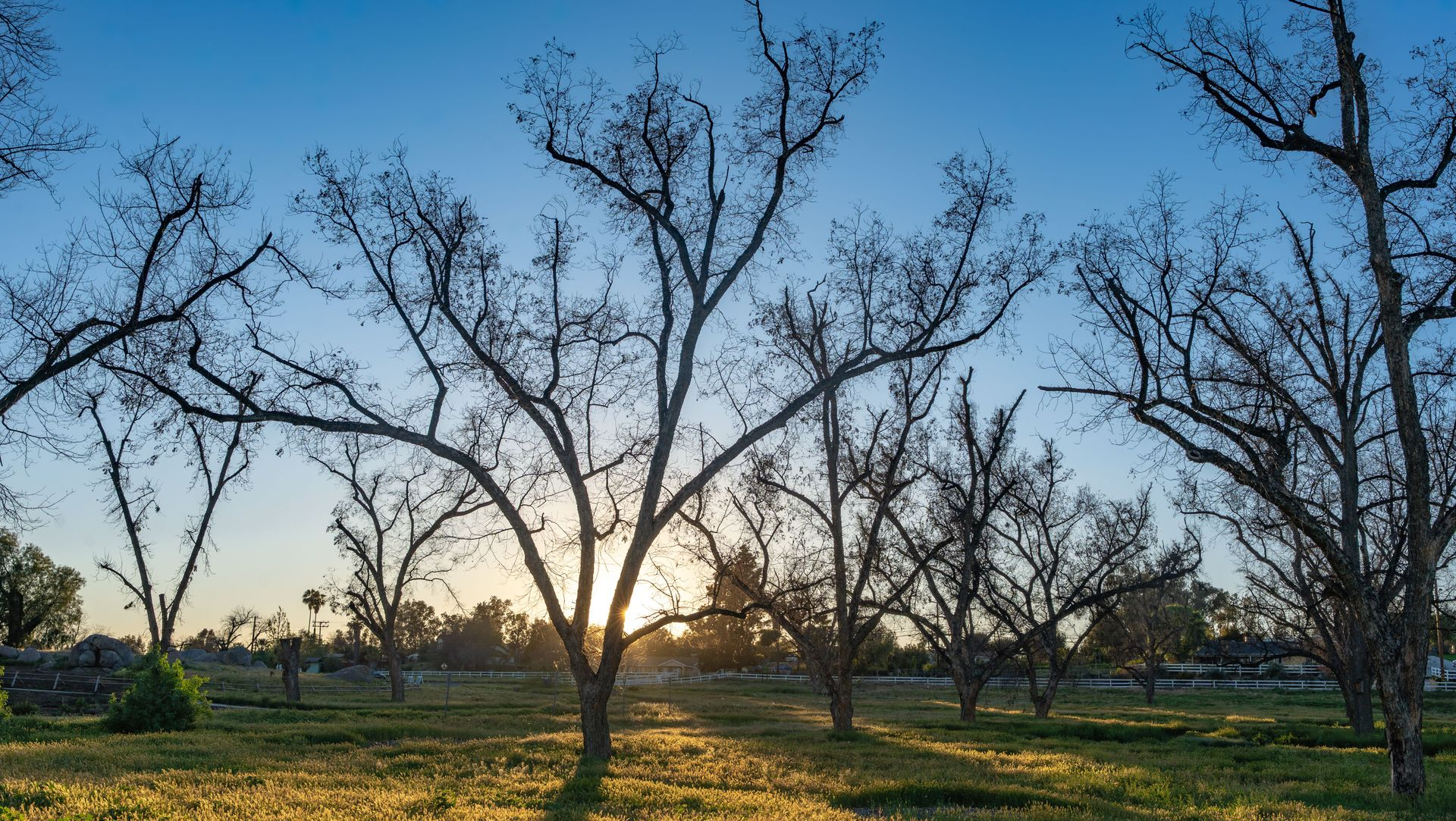 Leafless trees in a grassy field at sunset under a clear blue sky.