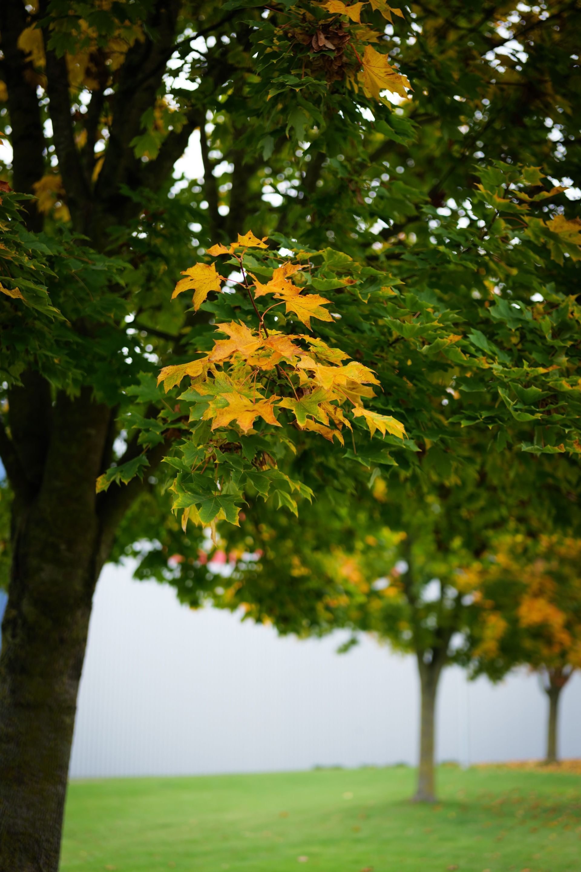 Green park with trees, including one with yellow-orange leaves in the foreground