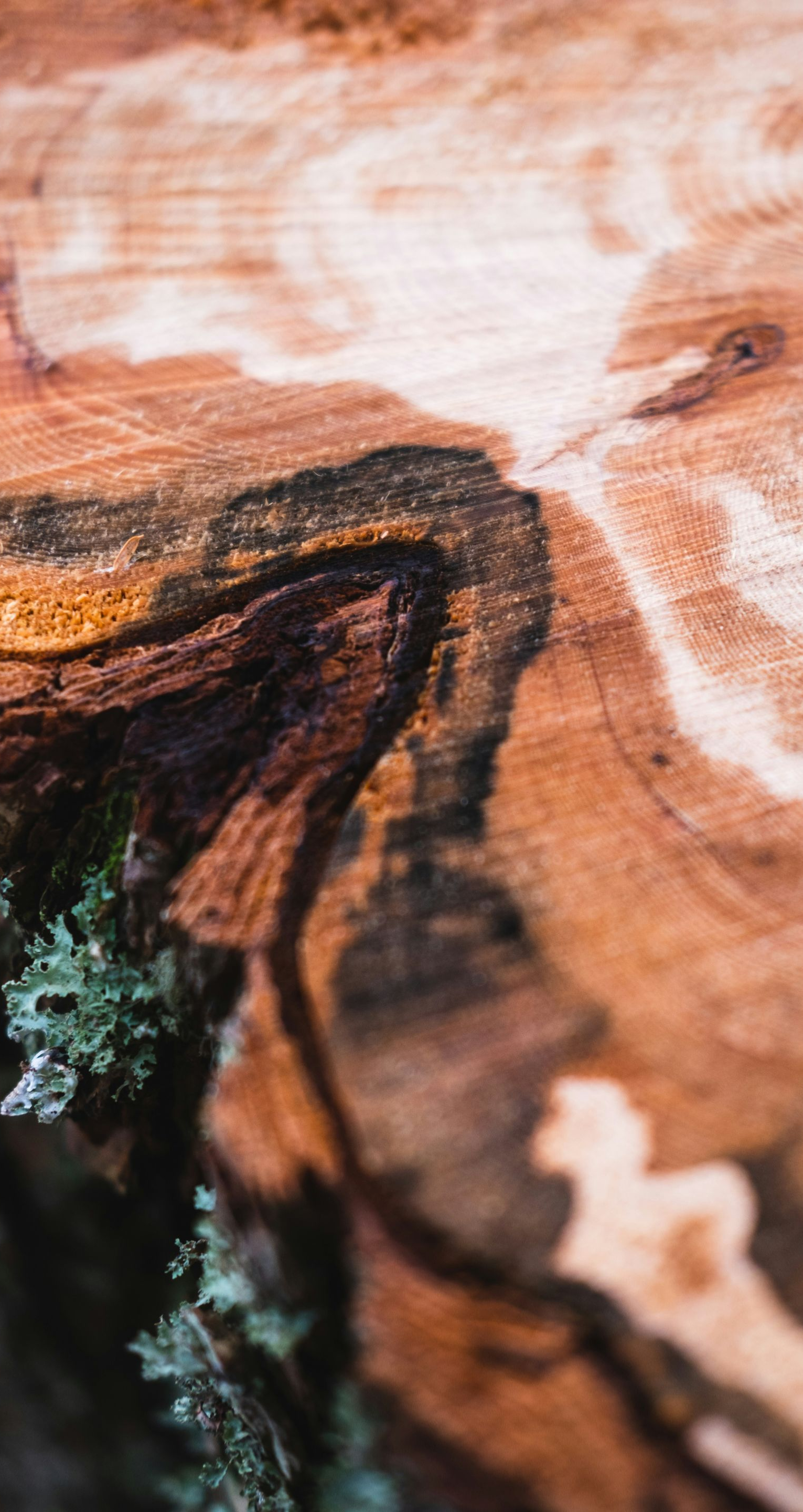 Close-up of a wood grain pattern with brown, black, and white swirls