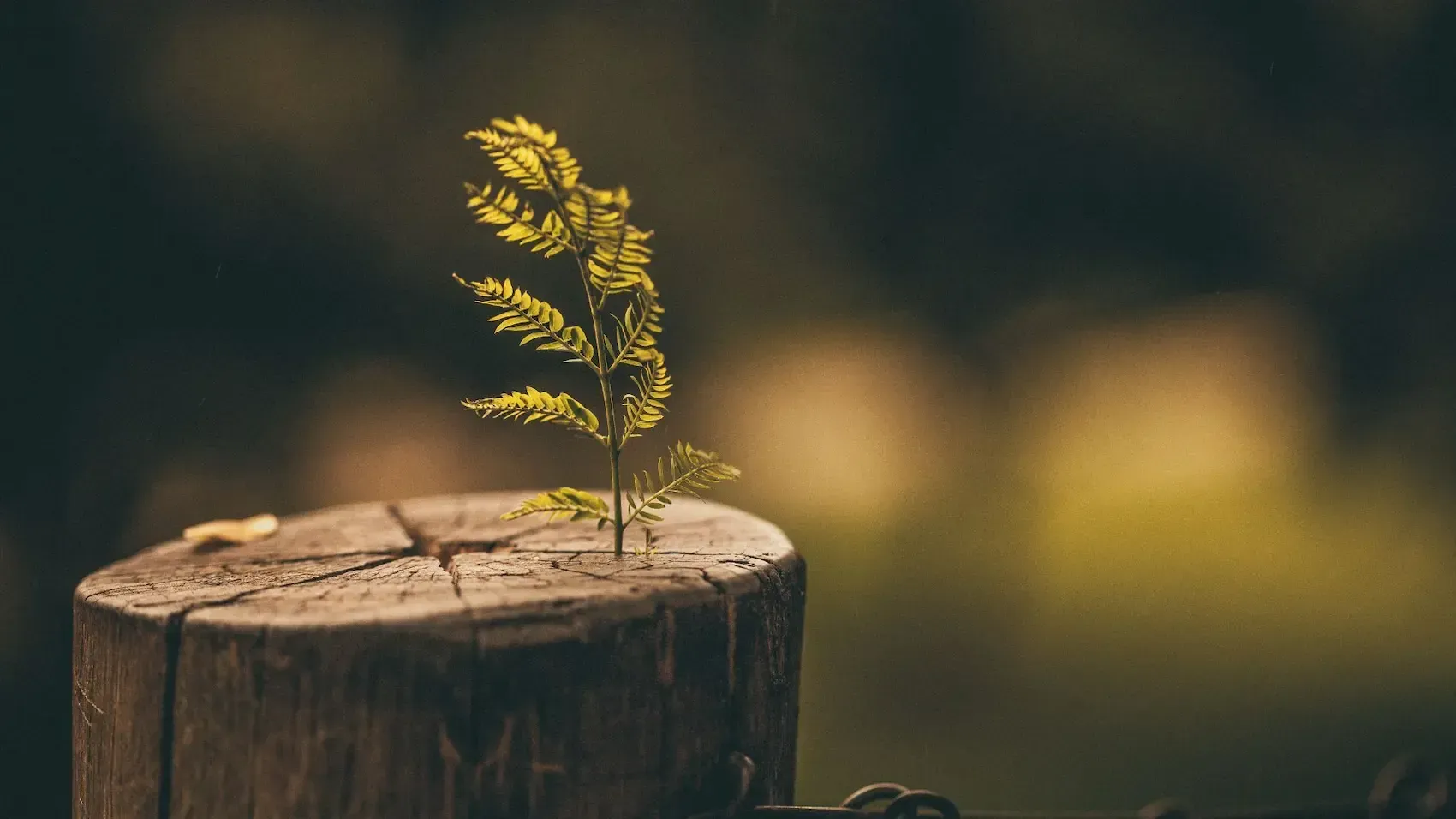 A small plant is growing out of a wooden stump.