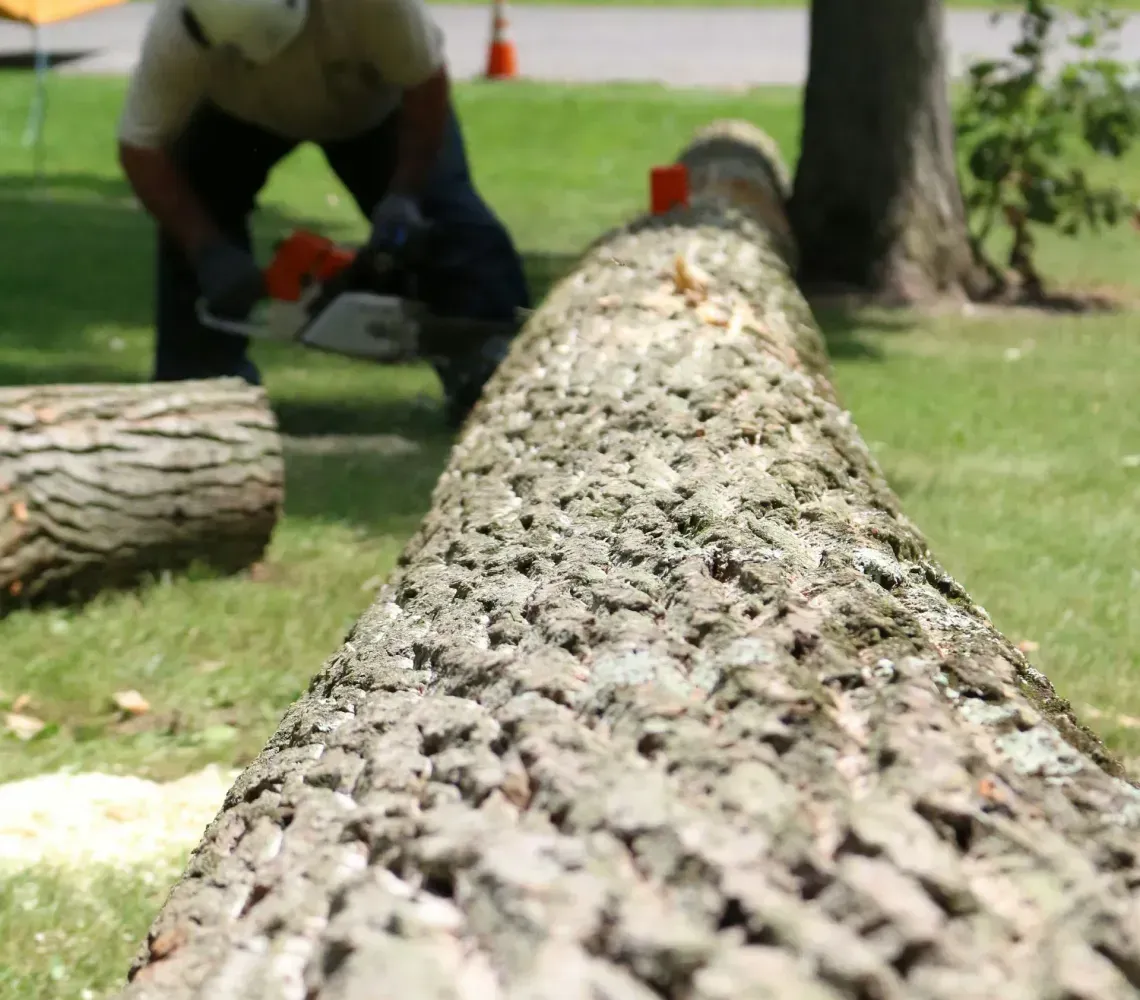 island-coast-landscapes-inc-tree-removal-punta-gorda
