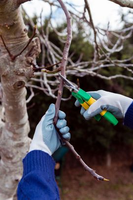 island-coast-landscapes-inc-tree-trimming-removal