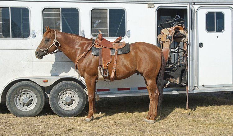 Used Livestock trailer from Bell Trailerplex