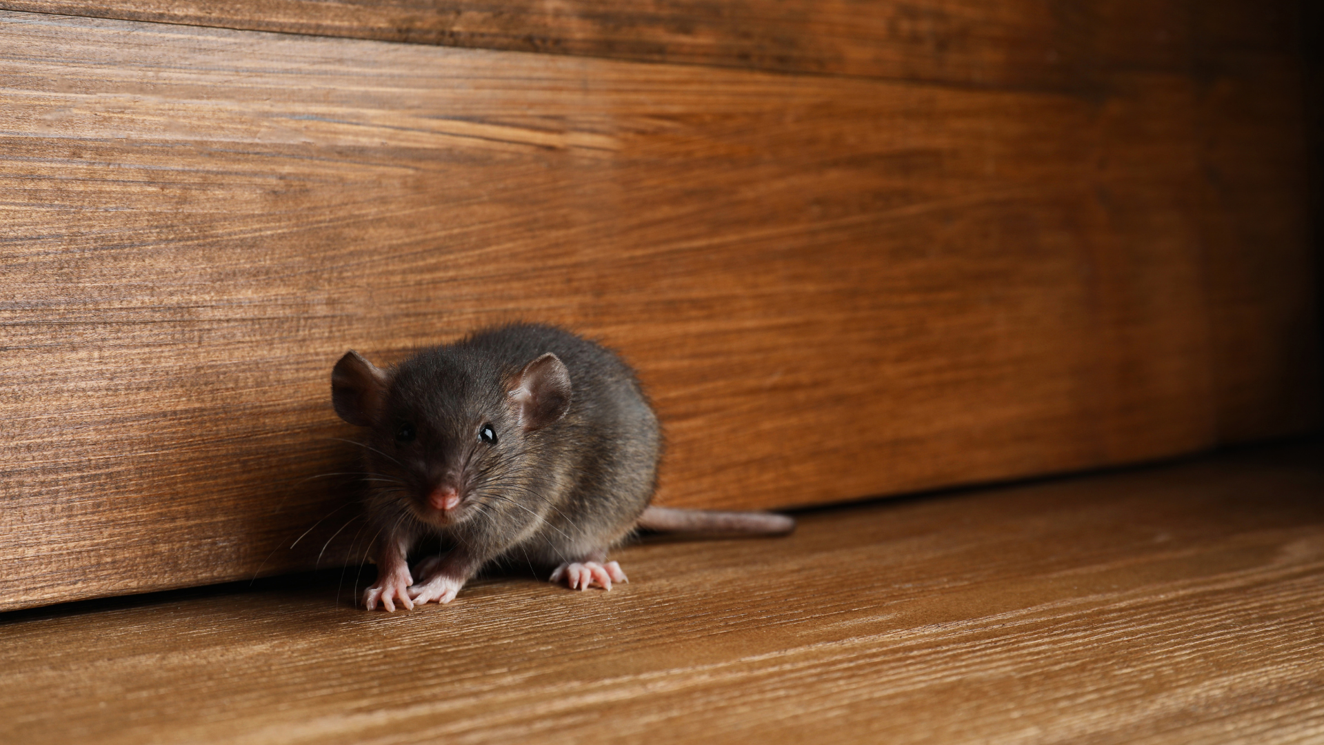 A small dark grey mouse stands on a polished wooden floor against a wooden wall.