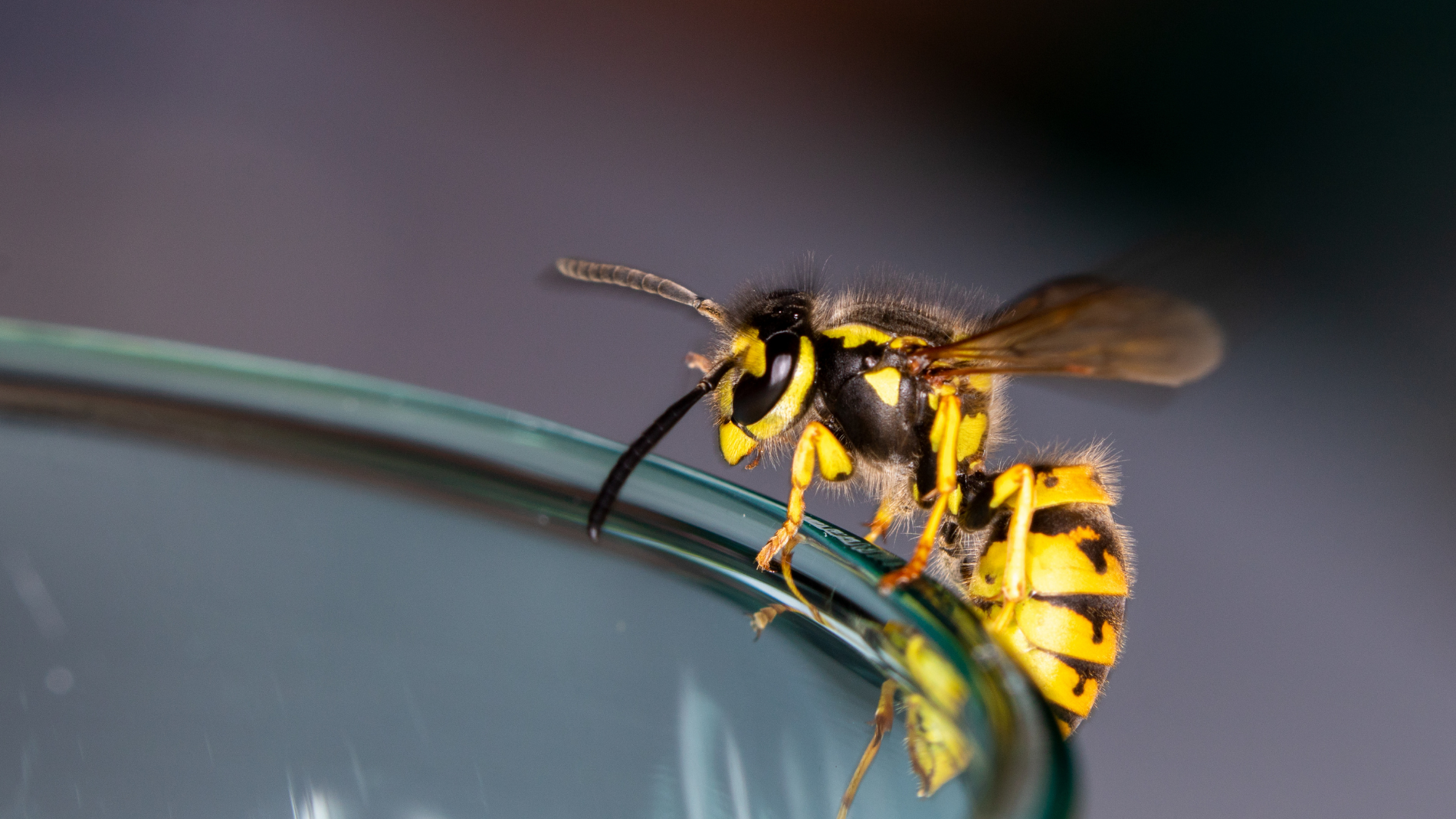 Yellow-and-black wasp perched on the rim of a glass, close-up