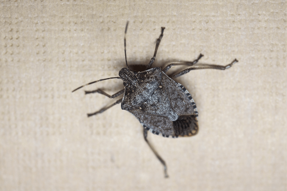 a close up of a bug on a white surface .