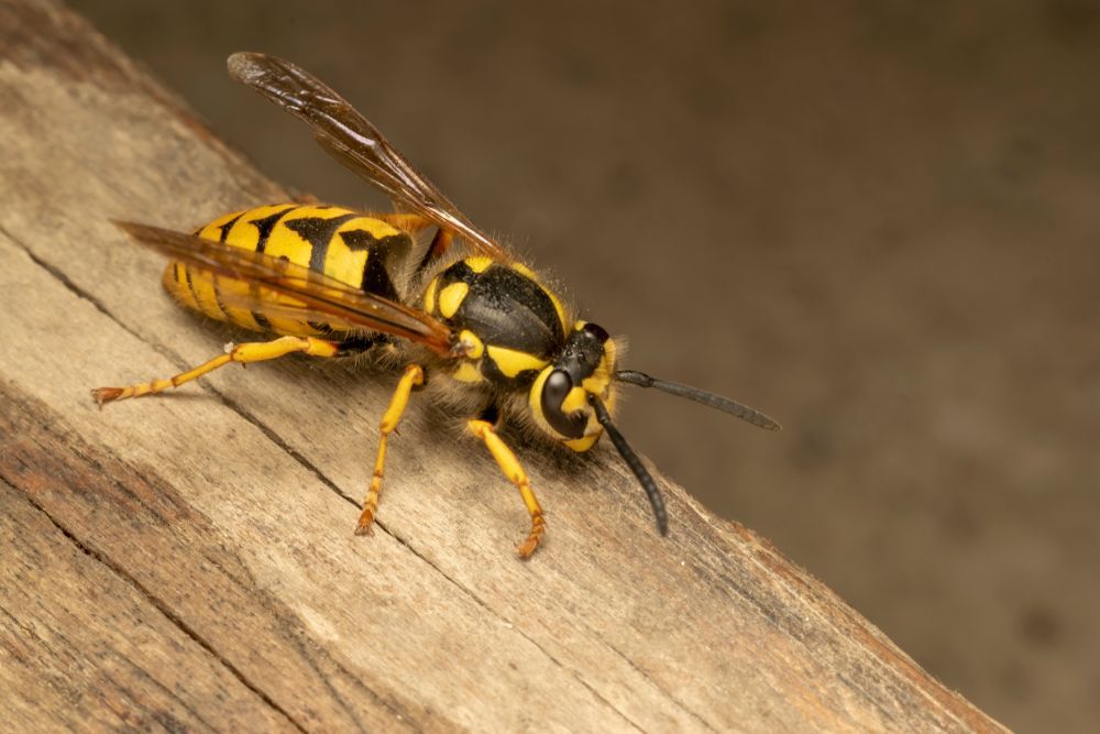 a close up of a wasp on a piece of wood