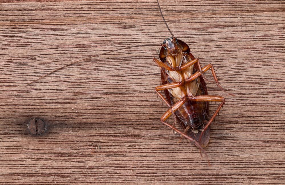 a cockroach is laying