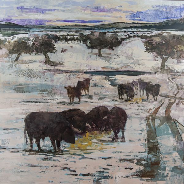 Bulls in Winter