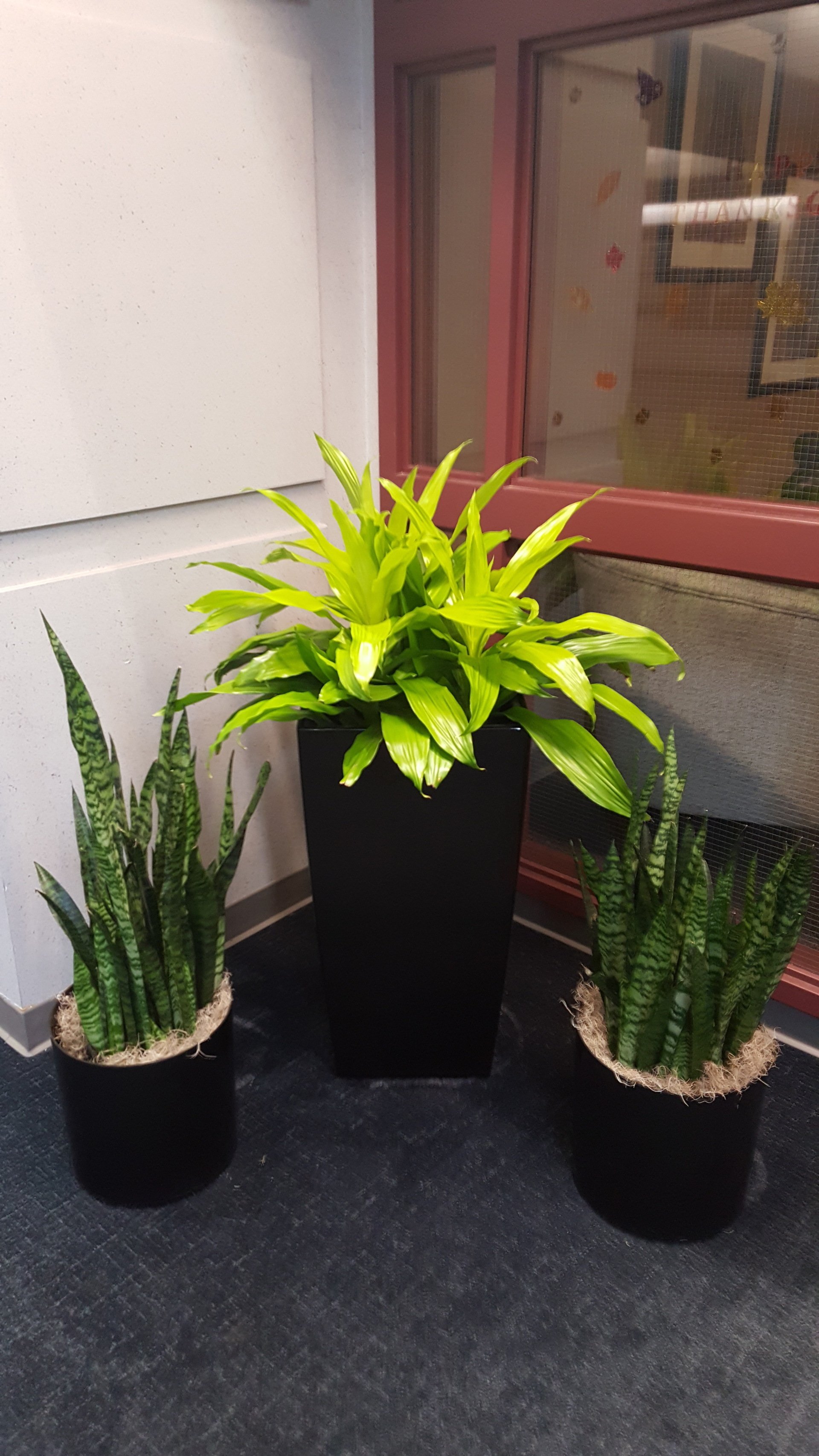 Photos Kansas City, MO Tropical Interiors, LLC The Plant People