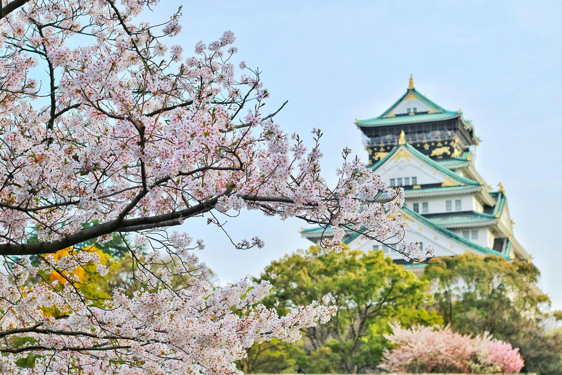 Osaka Castle with blooming cherry blossoms.