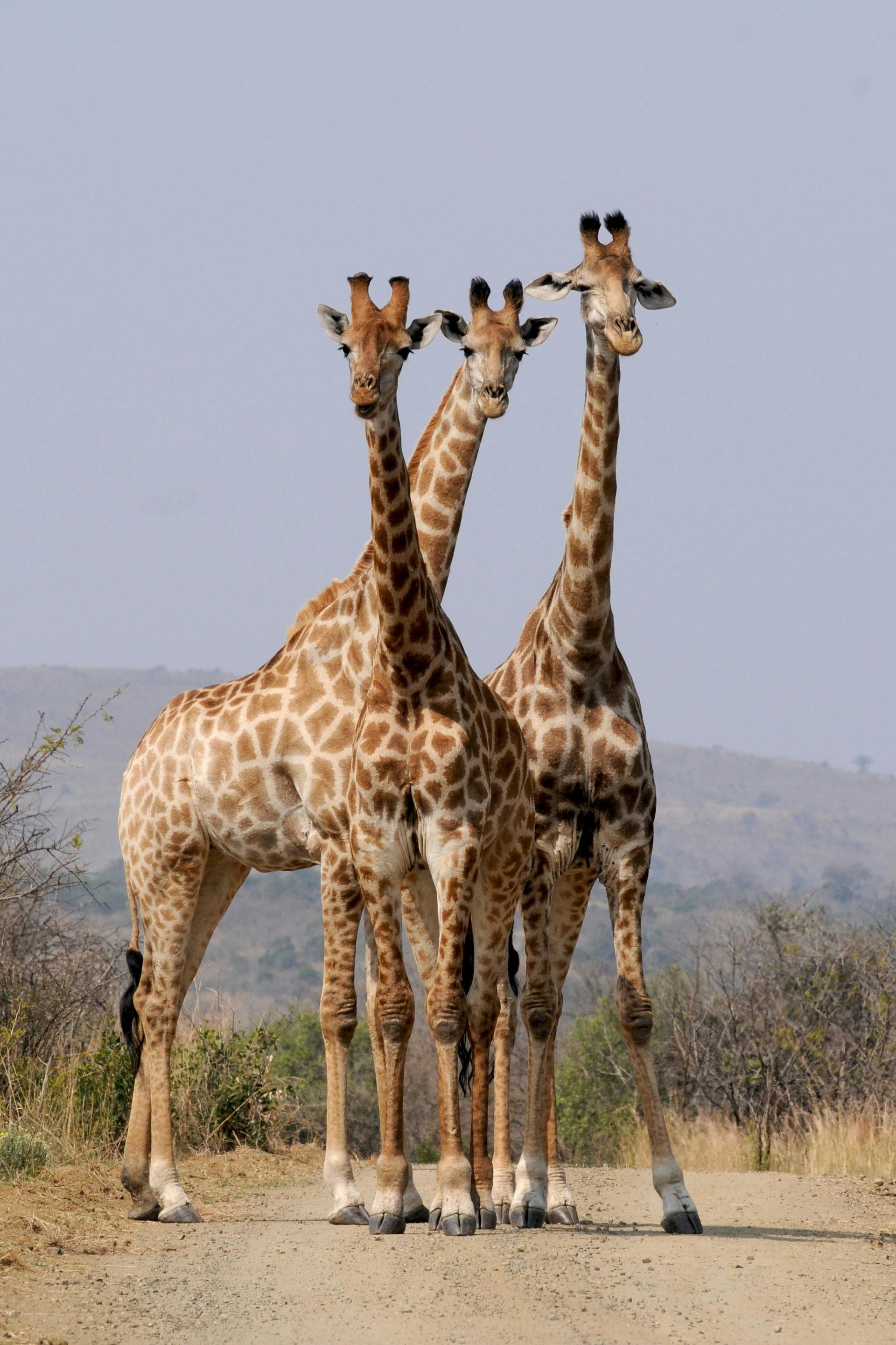 Three giraffes standing on a dirt path in a savanna landscape.