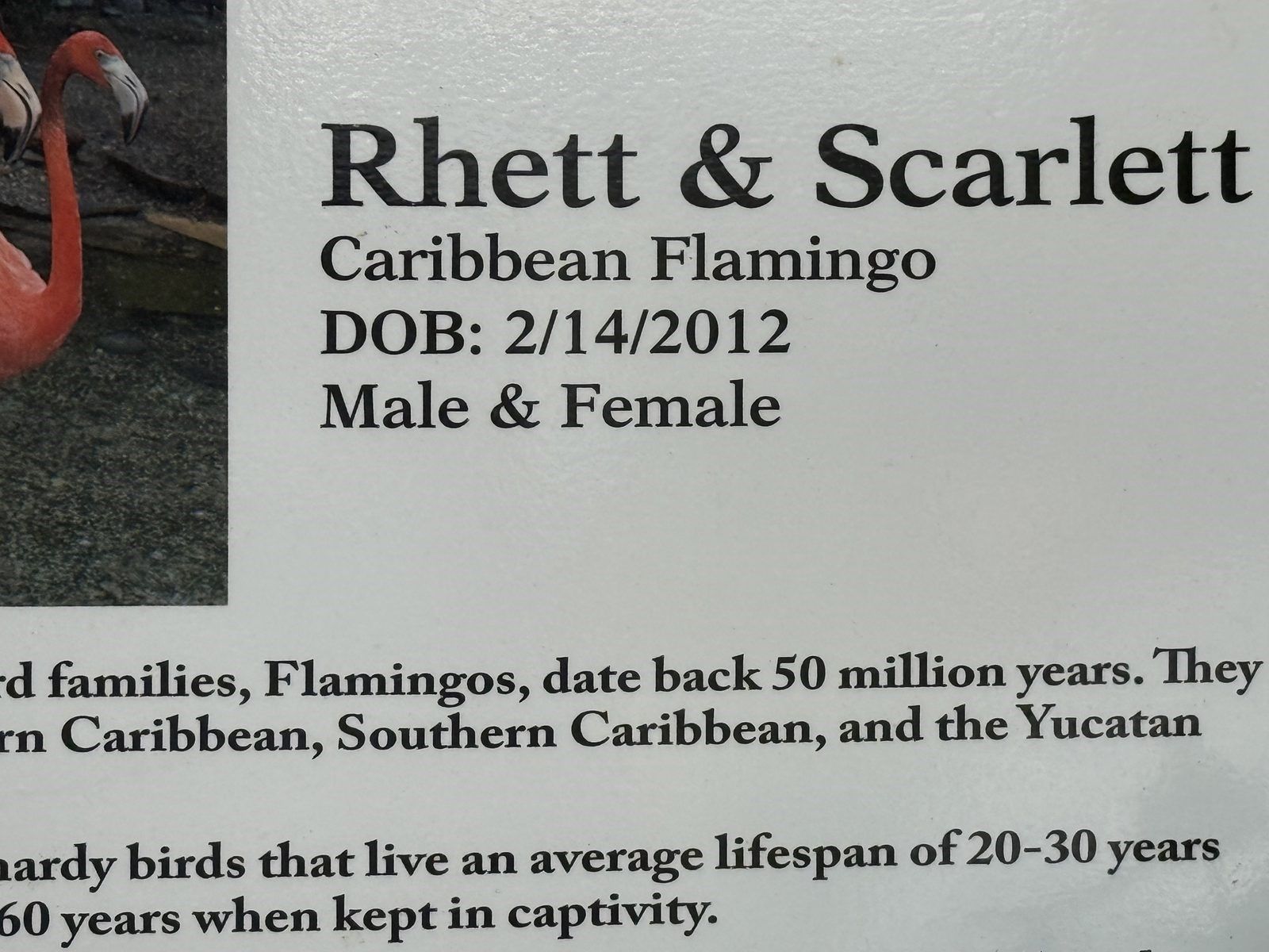 Exhibit sign naming two Caribbean flamingos with their species and birth date.