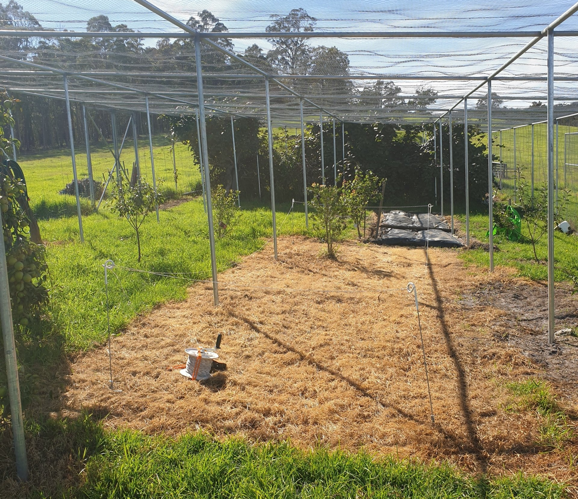 Outdoor fruit tree enclosure with metal frame and shade cloth; trees planted in mulch.
