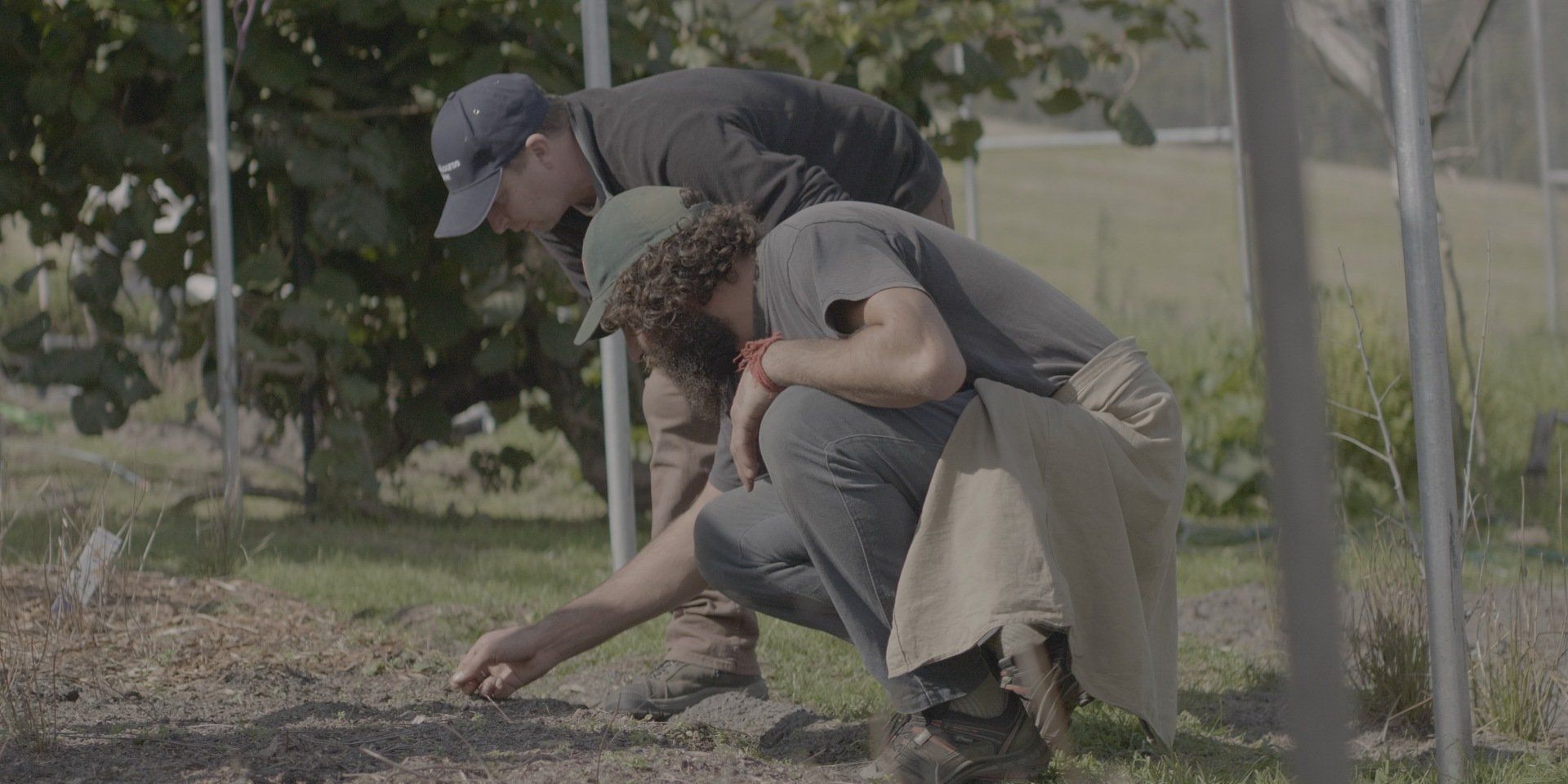 Two people inspecting plants in a field with trellises.