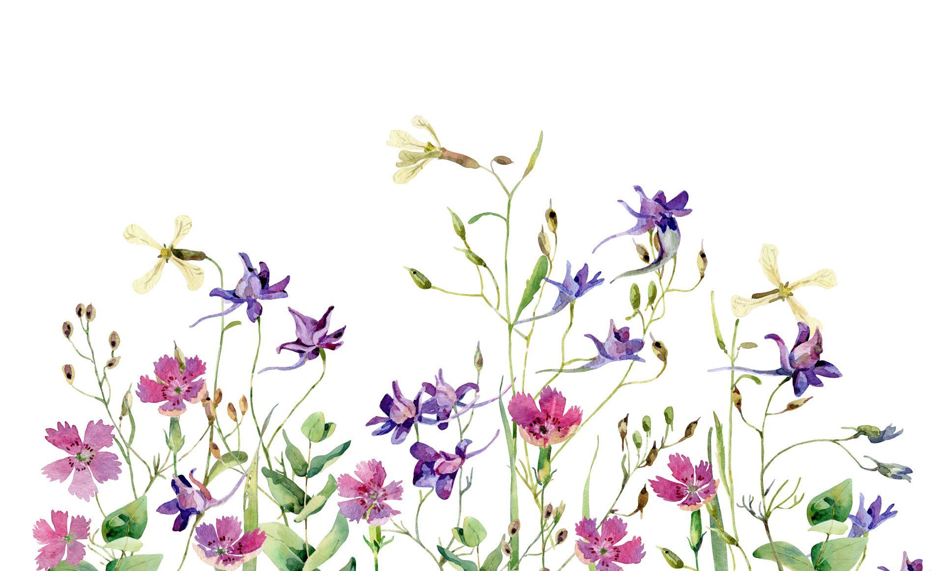 Illustration Blumen