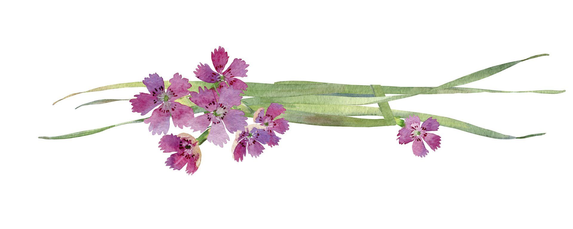 Illustration Blumen