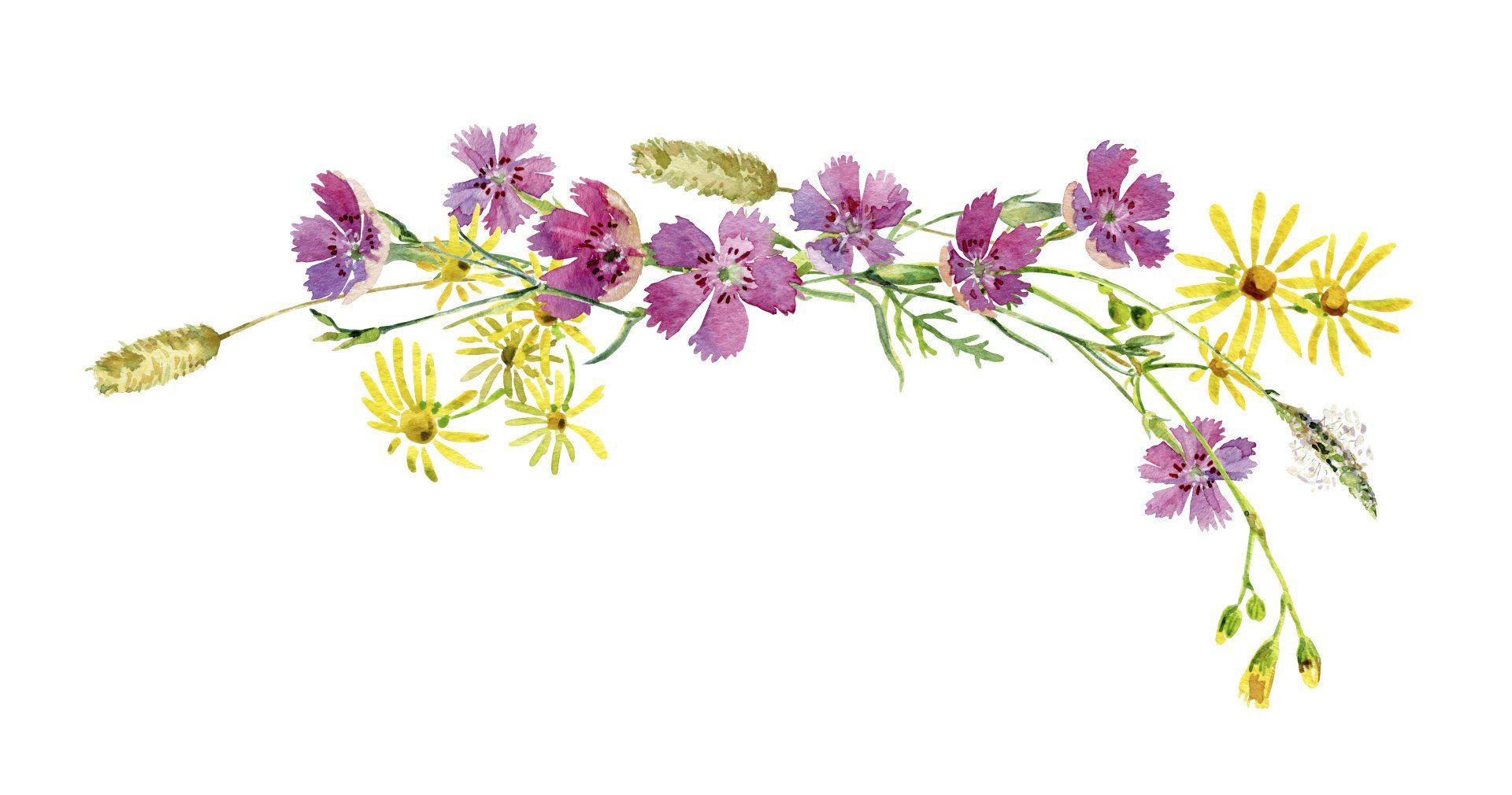 Illustration Blumen