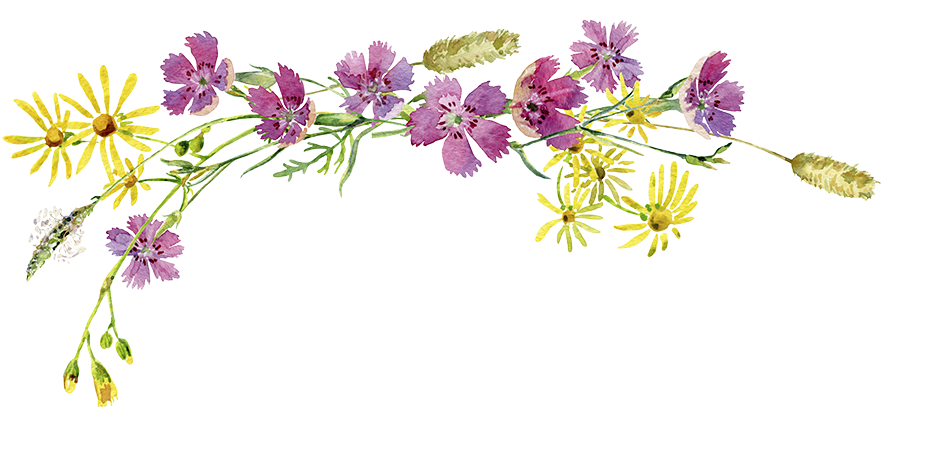 illustration blumen