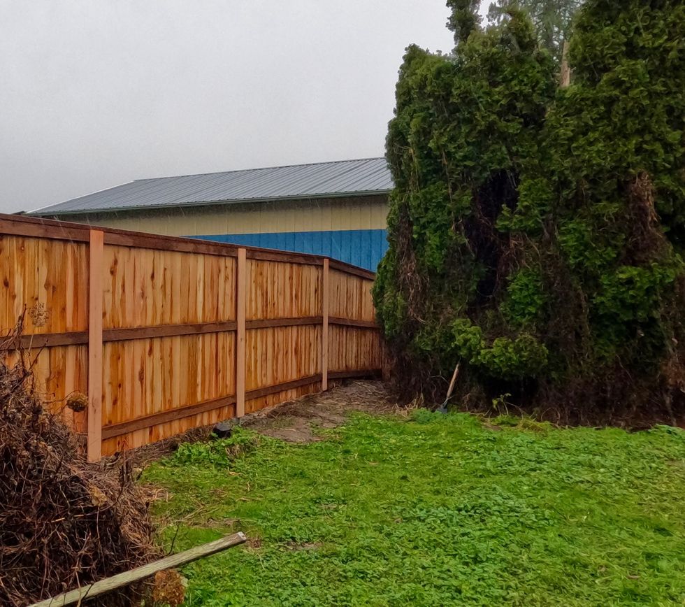 Backyard with wooden fence, green lawn, and tall trees beside a house on a rainy day