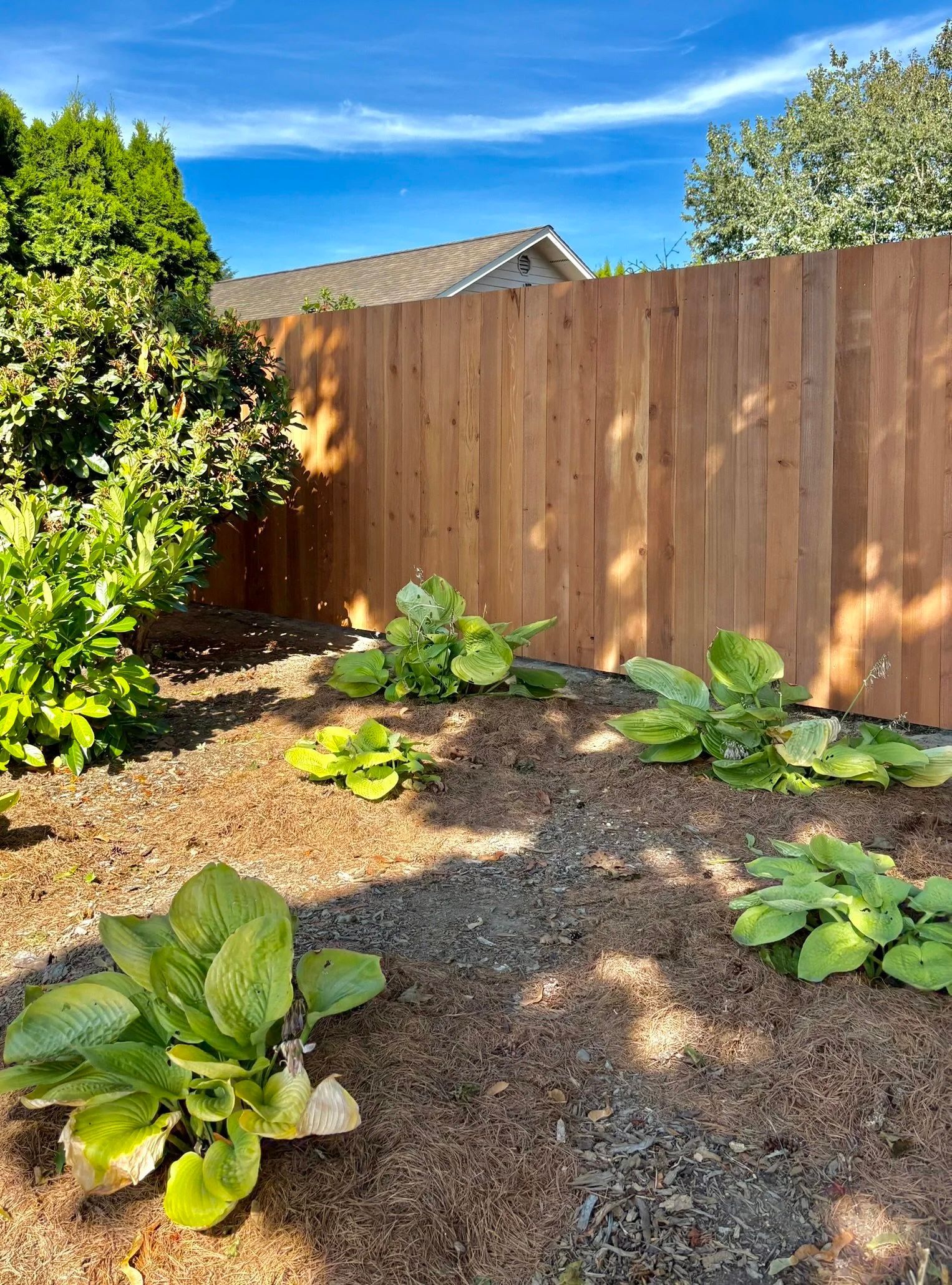 Backyard garden with leafy plants, gravel ground, and a wooden fence under a blue sky