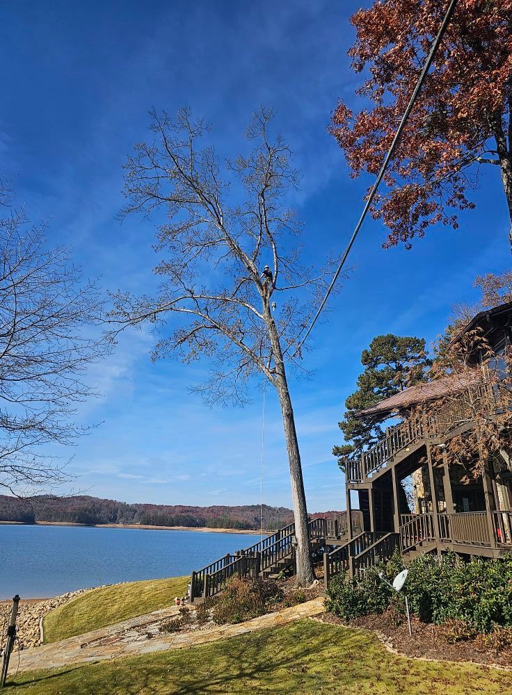 A tree is being cut down in front of a house next to a lake.