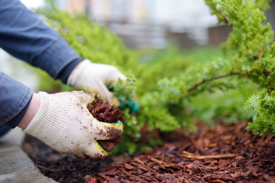 Gloved hands planting a small green shrub in a garden bed with mulch