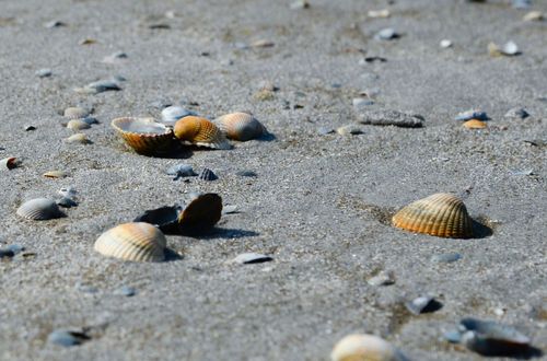 Seashells scattered on sandy beach with small pebbles