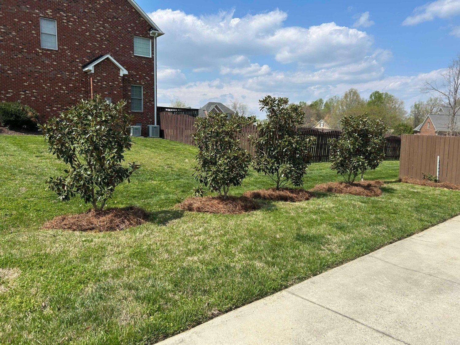 Residential yard with young trees and mulch beds beside a brick house and sidewalk