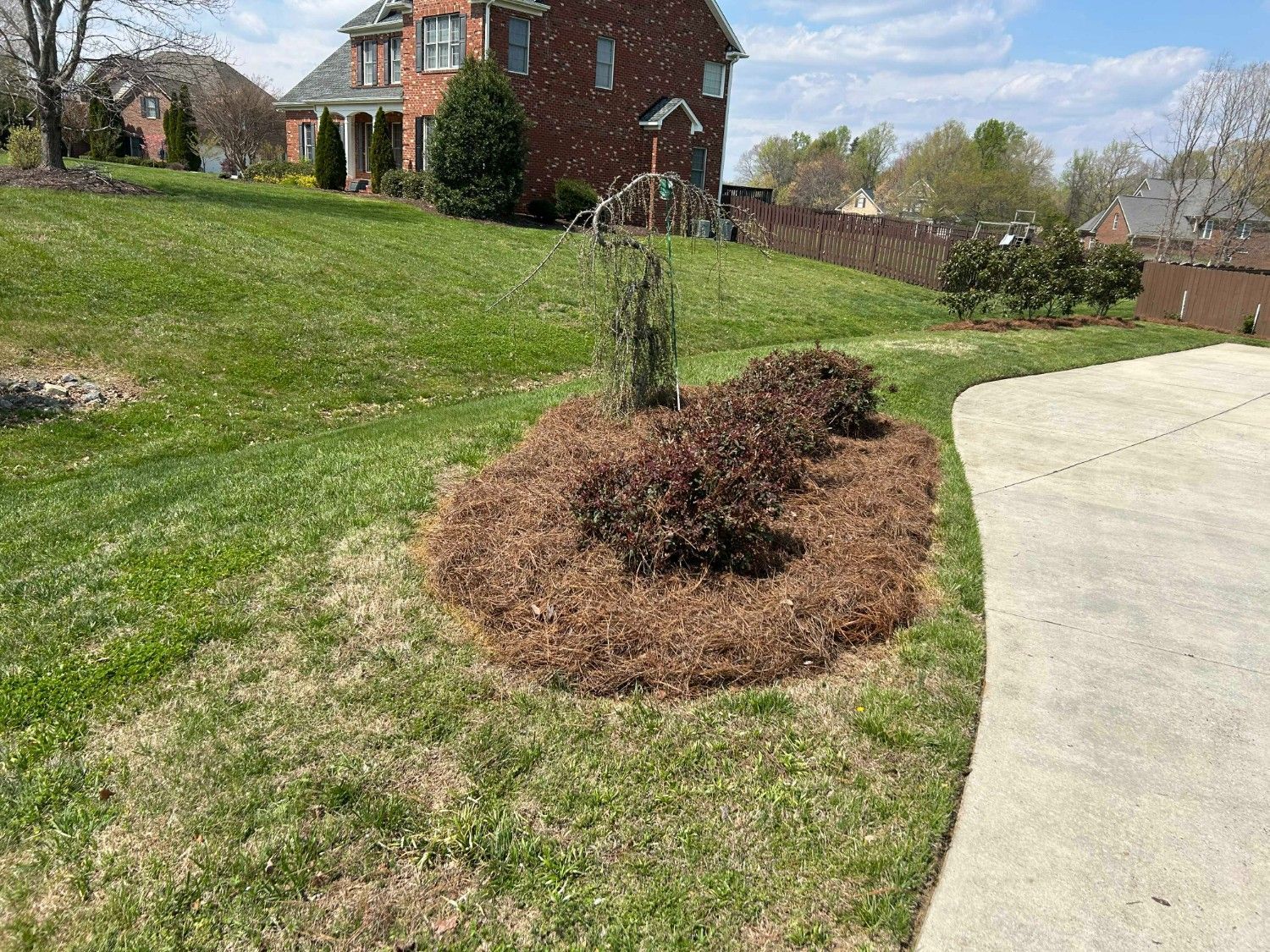 Young shrub with brown mulch beside a sidewalk in a suburban yard near a brick house.