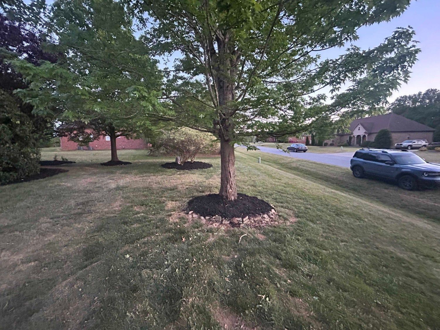 Tree in a grassy suburban yard beside a street, with parked cars and houses in the background.