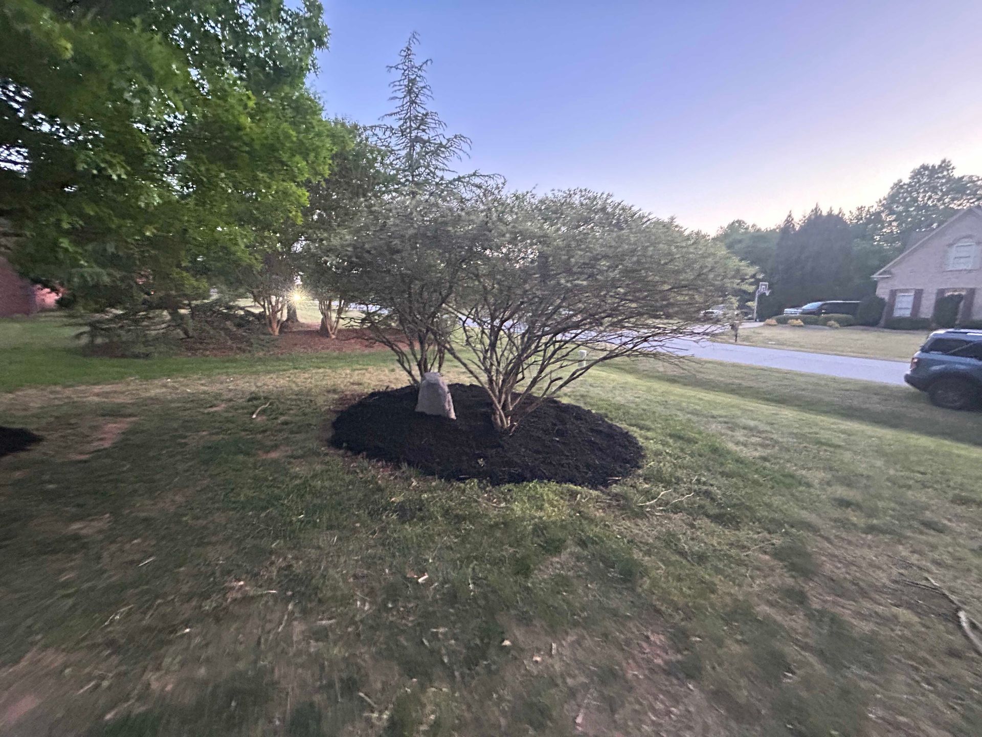 Mulched tree bed in a grassy yard beside a suburban street at dusk