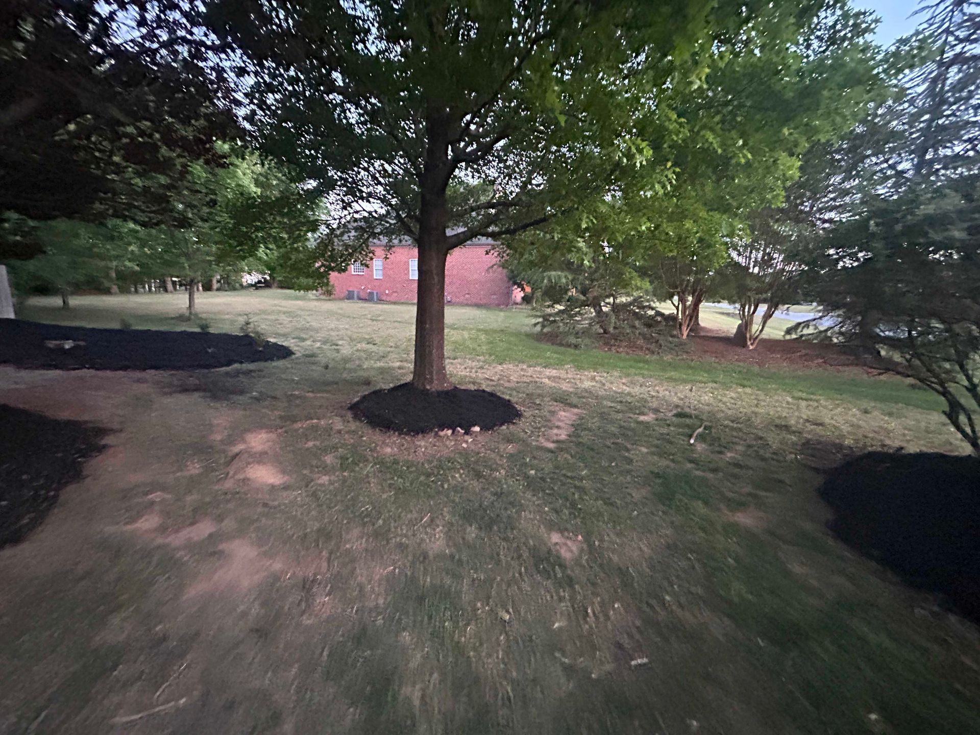Tree in a grassy park with a pink building in the background.