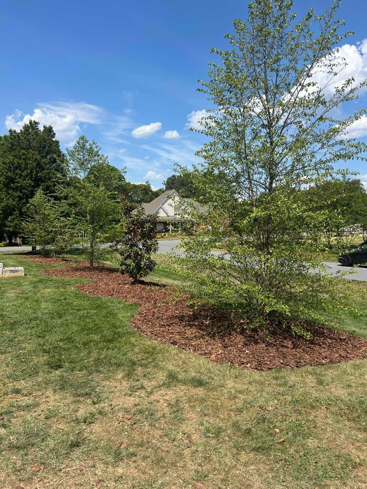 Residential front yard with young trees and mulch beds under a blue sky with clouds