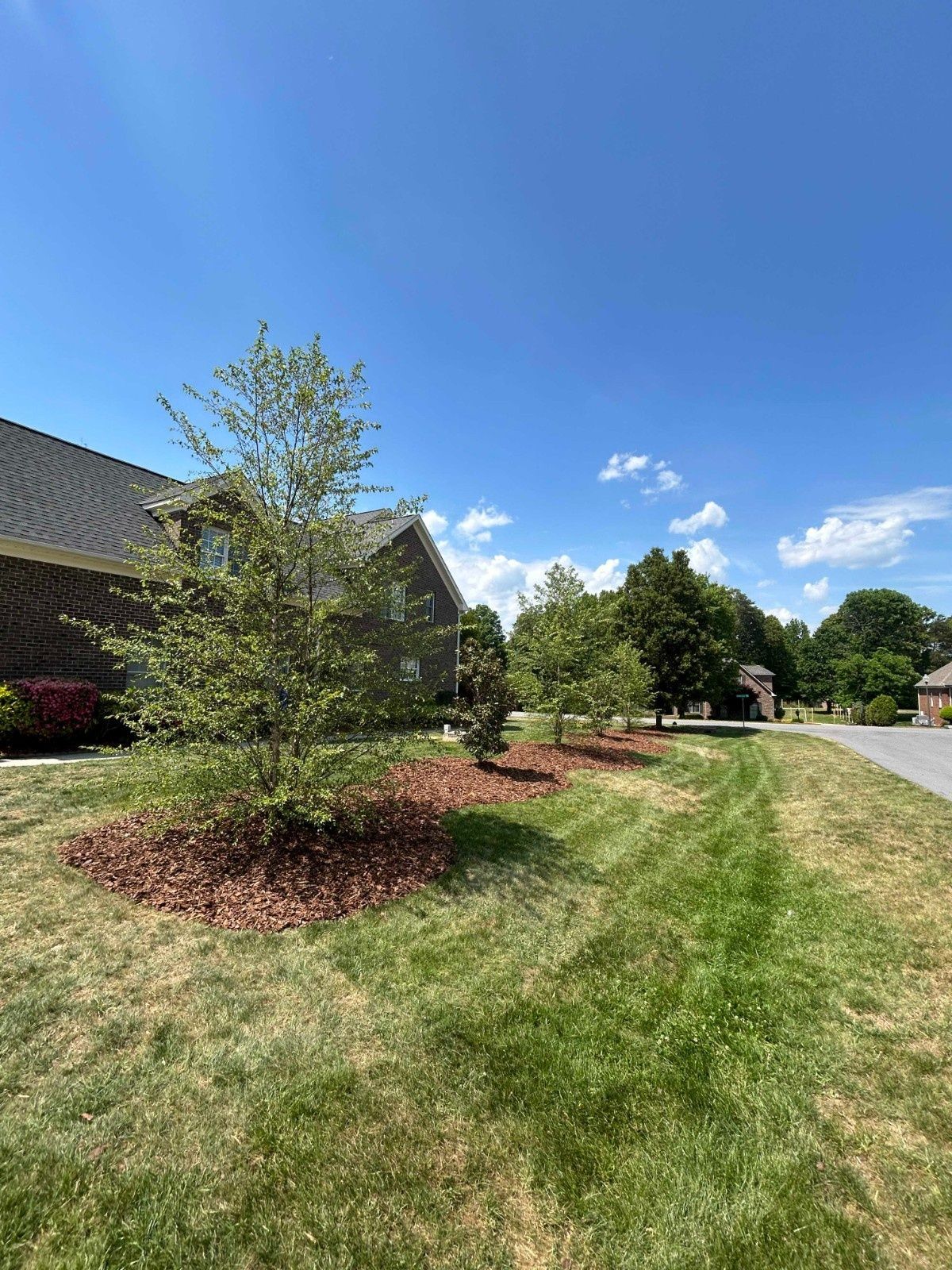 Landscaped yard with young trees, green grass, and a house under a blue sky