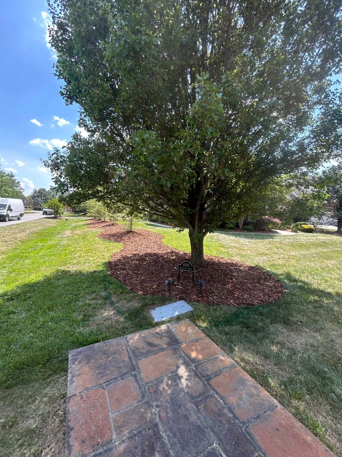 Front yard tree with mulch ring beside a brick walkway under a partly cloudy sky